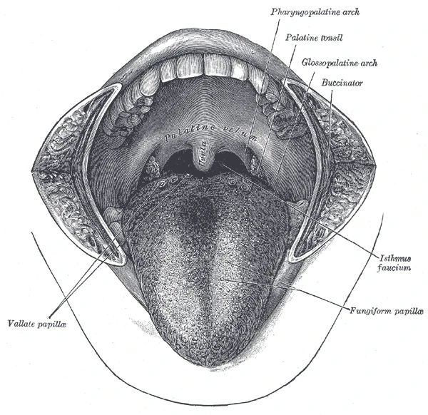 The mouth opened wide, with the tongue pulled forward under the soft palate and uvula, and the palatine tonsils at the sides of the throat, Gray's Anatomy, 1918, figure 1014