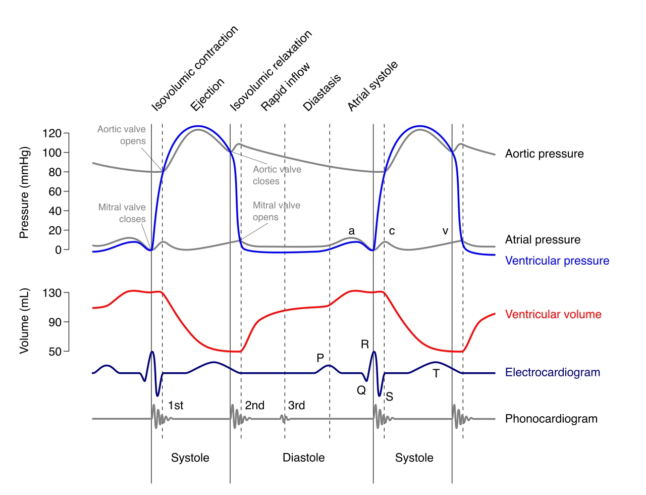 One beat of the left ventricle through systole and diastole: the pressures in the aorta, ventricle and atrium, the volume of the ventricle, the ECG and the heart sounds