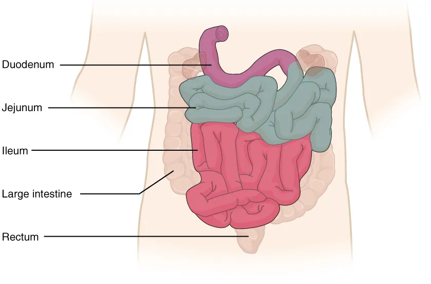 The small intestine: duodenum, jejunum and ileum, framed by the large intestine, OpenStax Anatomy and Physiology