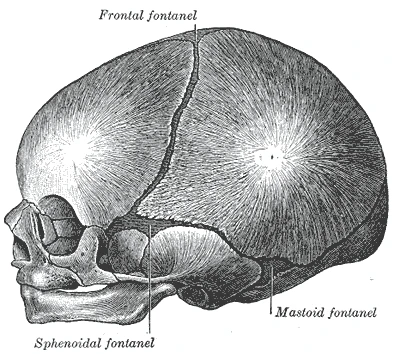 A newborn's skull from the side, with the smaller sphenoidal and mastoid fontanelles, Gray's Anatomy, 1918, figure 198