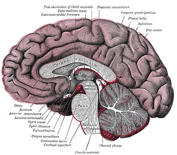 Median section of the brain: the corpus callosum arches over the third ventricle, with the pons, medulla and cerebellum below, Gray's Anatomy, 20th edition, 1918, figure 720