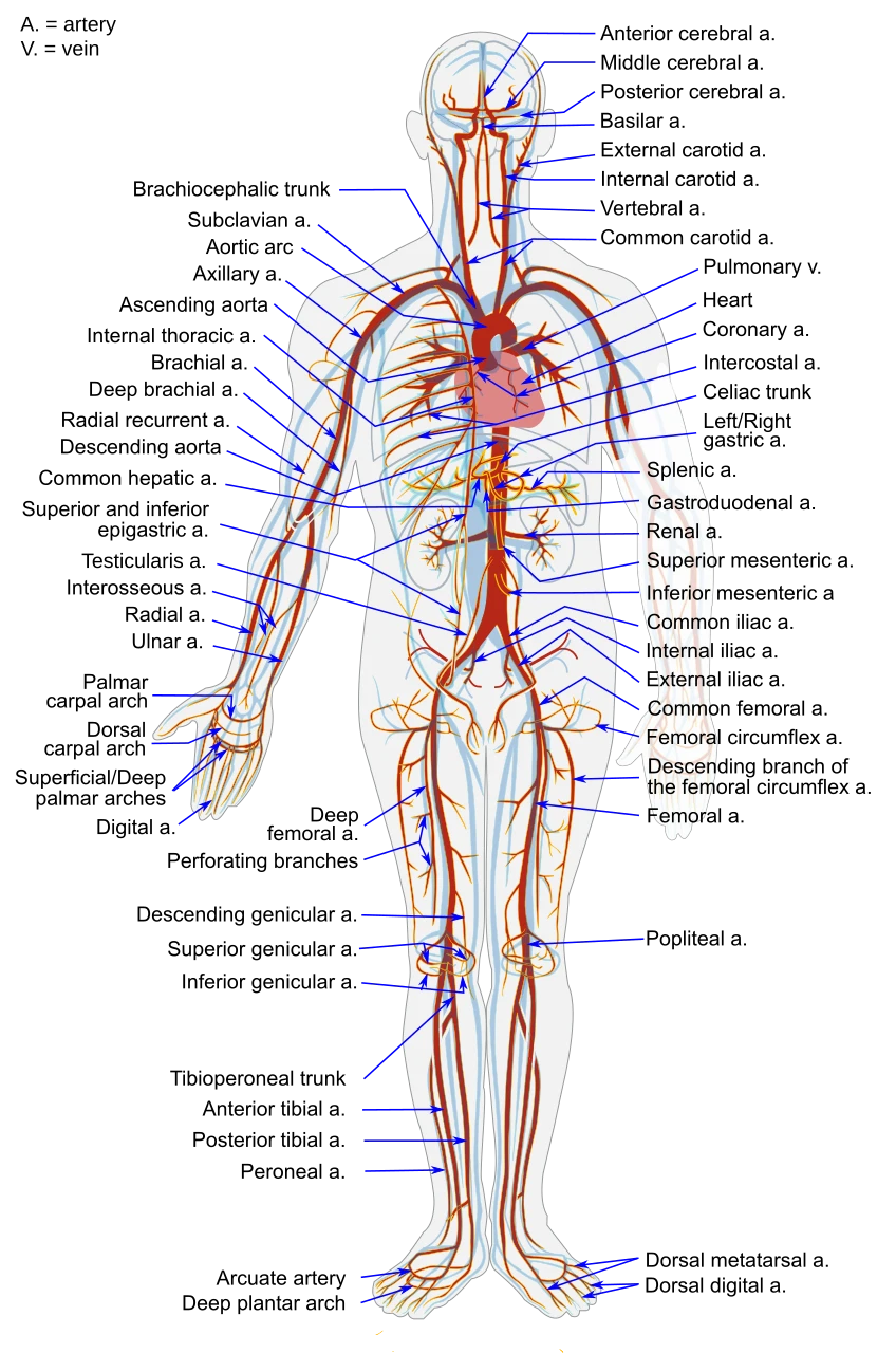 The main arteries of the body from the front