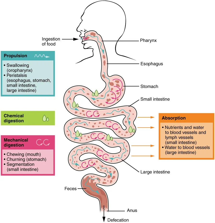 The work of the tract: swallowing and peristalsis, mechanical and chemical digestion, absorption and defecation, OpenStax Anatomy and Physiology