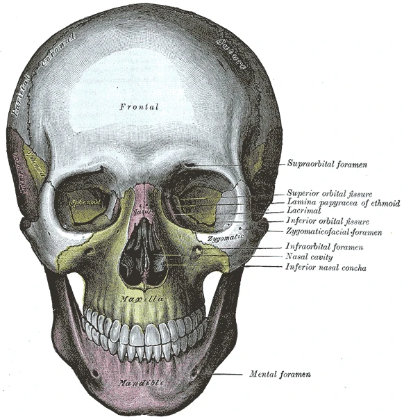 The skull from the front, with the bones of the face coloured, Gray's Anatomy, 1918, figure 190