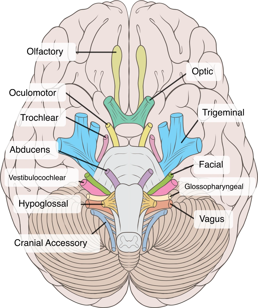 The twelve cranial nerves at the base of the brain