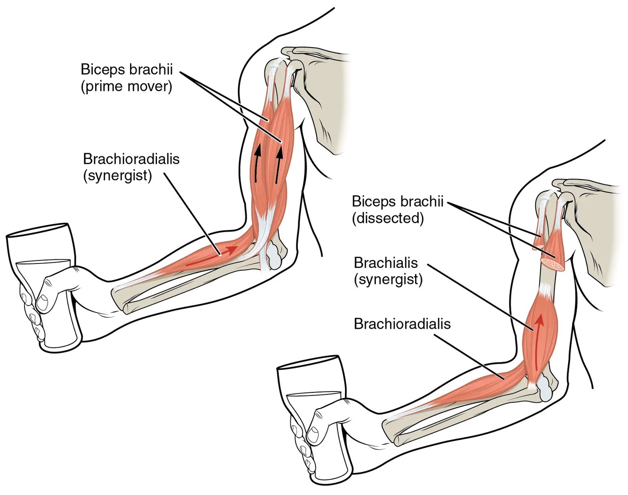 Bir bardak kaldırmak için dirseği büken iki başlı kol kası, ona brakioradial kas ve altındaki brakialis yardım eder, OpenStax Anatomy and Physiology