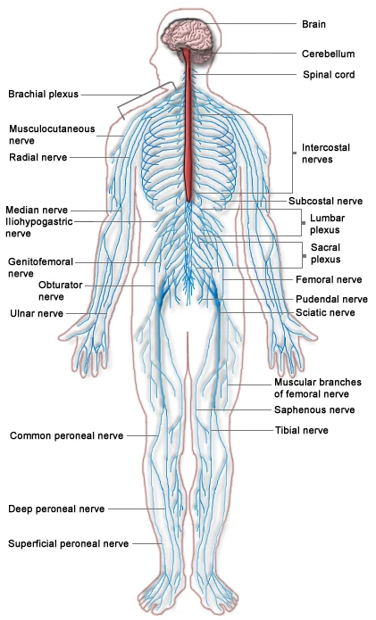 The brain, the spinal cord and the main nerves of the body, from the brachial plexus to the nerves of the feet