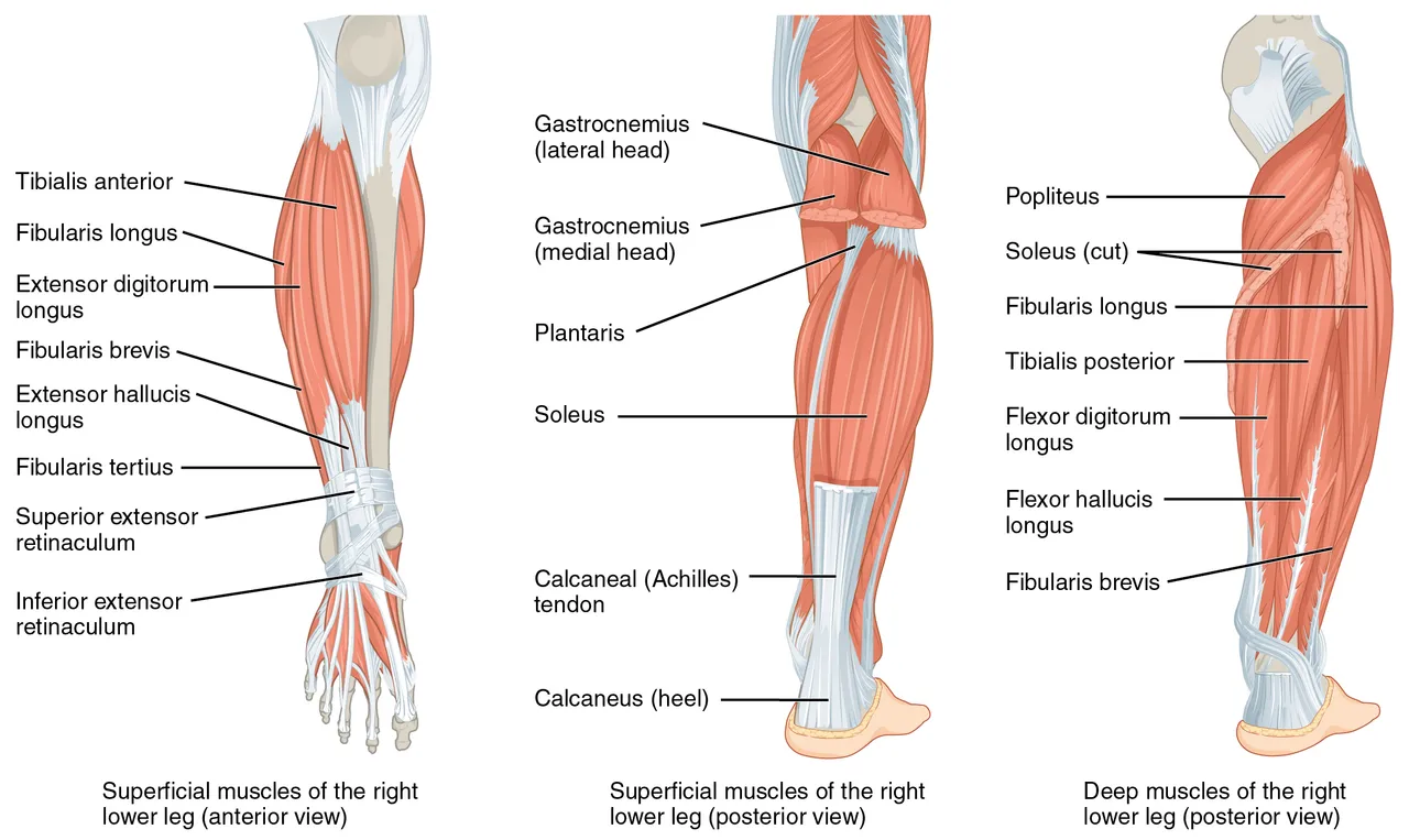 Sağ bacağın kasları, önden tibialis anterior, arkadan gastroknemius, soleus ve Aşil tendonu, OpenStax Anatomy and Physiology