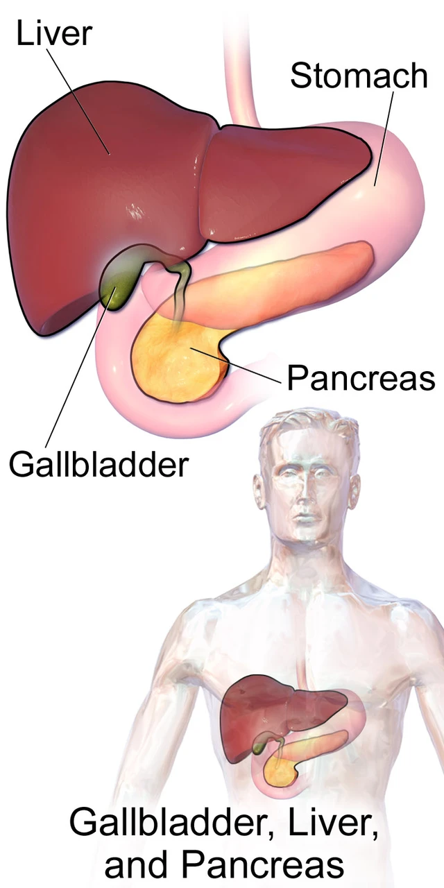 The liver, gallbladder and pancreas beside the stomach and duodenum, Blausen Medical