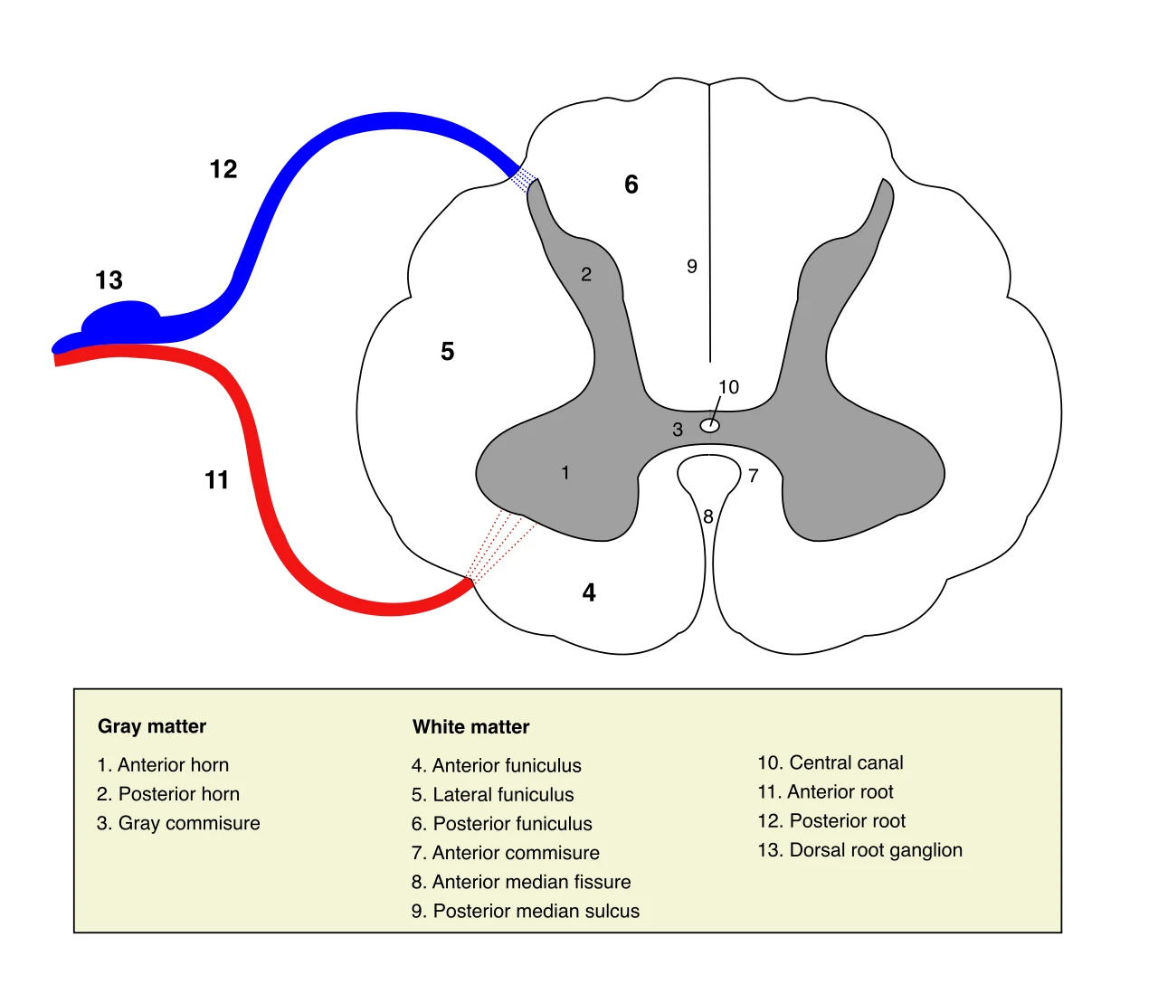 A segment of the spinal cord with its two roots: the posterior root and its ganglion bring sensation in, the anterior root sends commands out