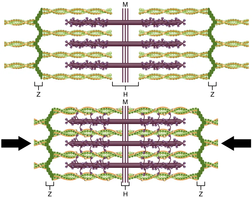 A sarcomere relaxed, above, and contracted, below, with the actin filaments slid over the myosin toward the middle and the Z discs drawn closer, OpenStax Anatomy and Physiology