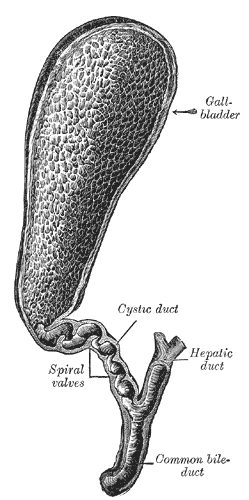 The gallbladder and bile ducts laid open: the cystic duct with its spiral folds, the hepatic duct and the common bile duct, Gray's Anatomy, 1918, figure 1095
