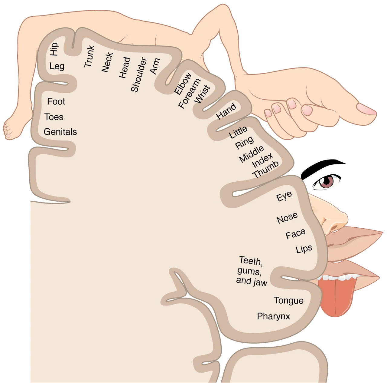 The sensory homunculus: the body mapped onto the postcentral gyrus of one hemisphere, with the hand, lips and tongue drawn large
