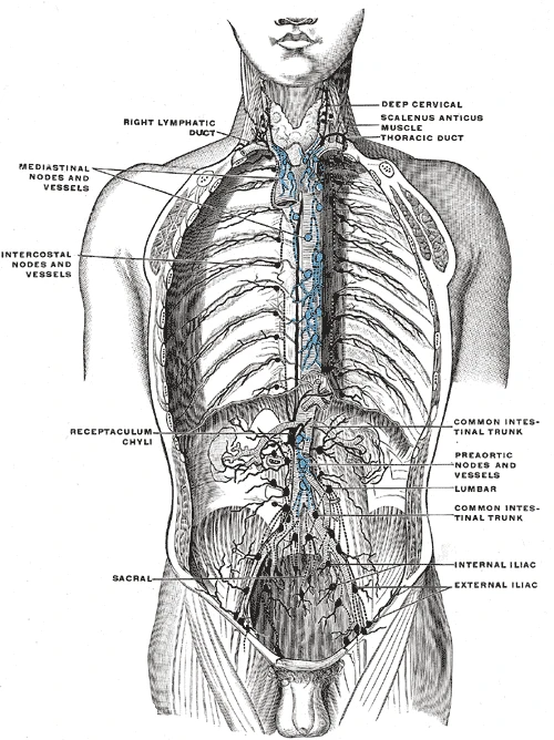 The lymph vessels and nodes of the chest and abdomen: the preaortic nodes and the intestinal trunks lead to the receptaculum chyli and the thoracic duct, diagrammatic, Gray's Anatomy, 1918, figure 621