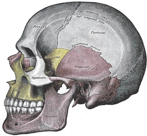 Yandan kafatası, taç dikişi ve pullu dikişle, Gray’s Anatomy, 1918, şekil 188