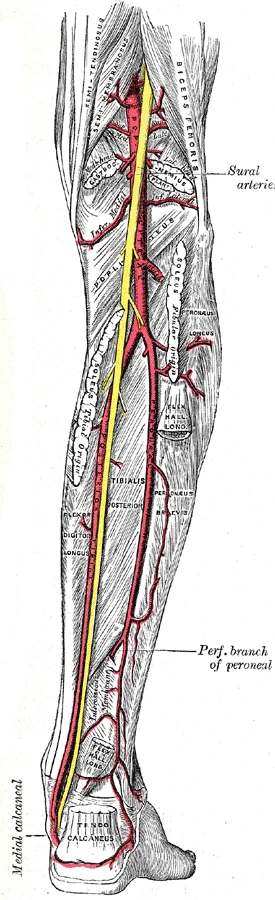 The back of the knee and leg: the popliteal artery and the posterior tibial artery running down the calf to behind the inner ankle, Gray's Anatomy, 1918, figure 551