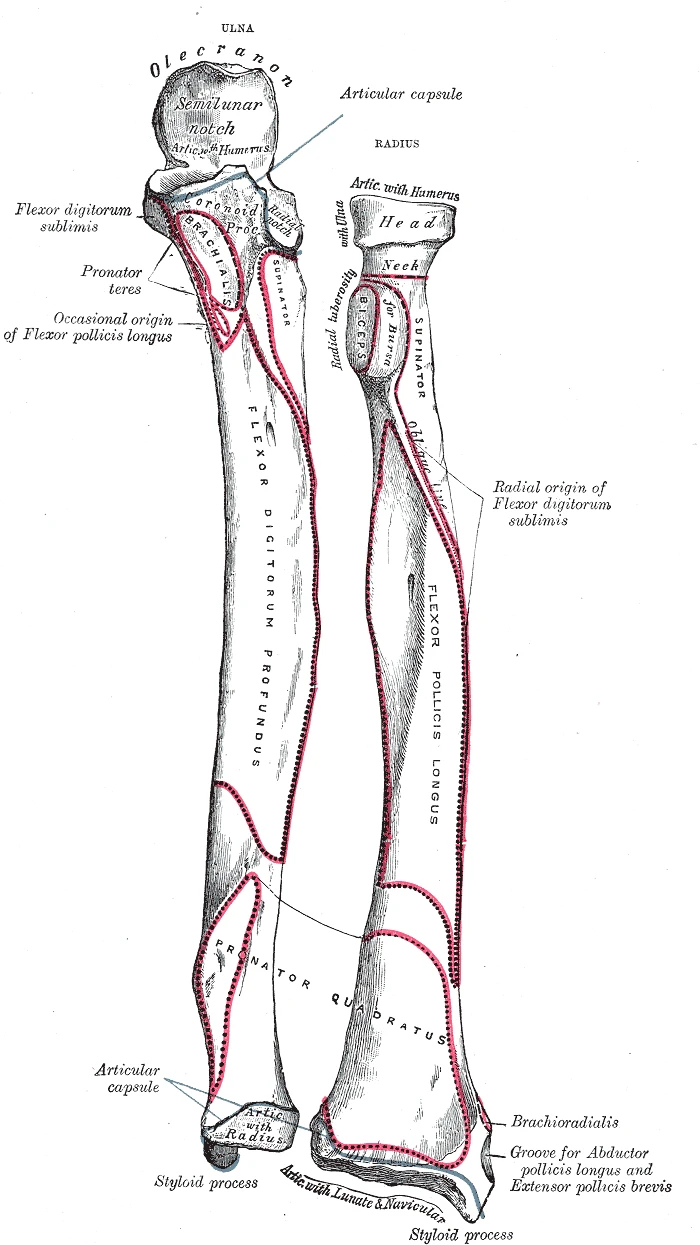 The bones of the left forearm from the front, the ulna and the radius, Gray's Anatomy, 1918, figure 213