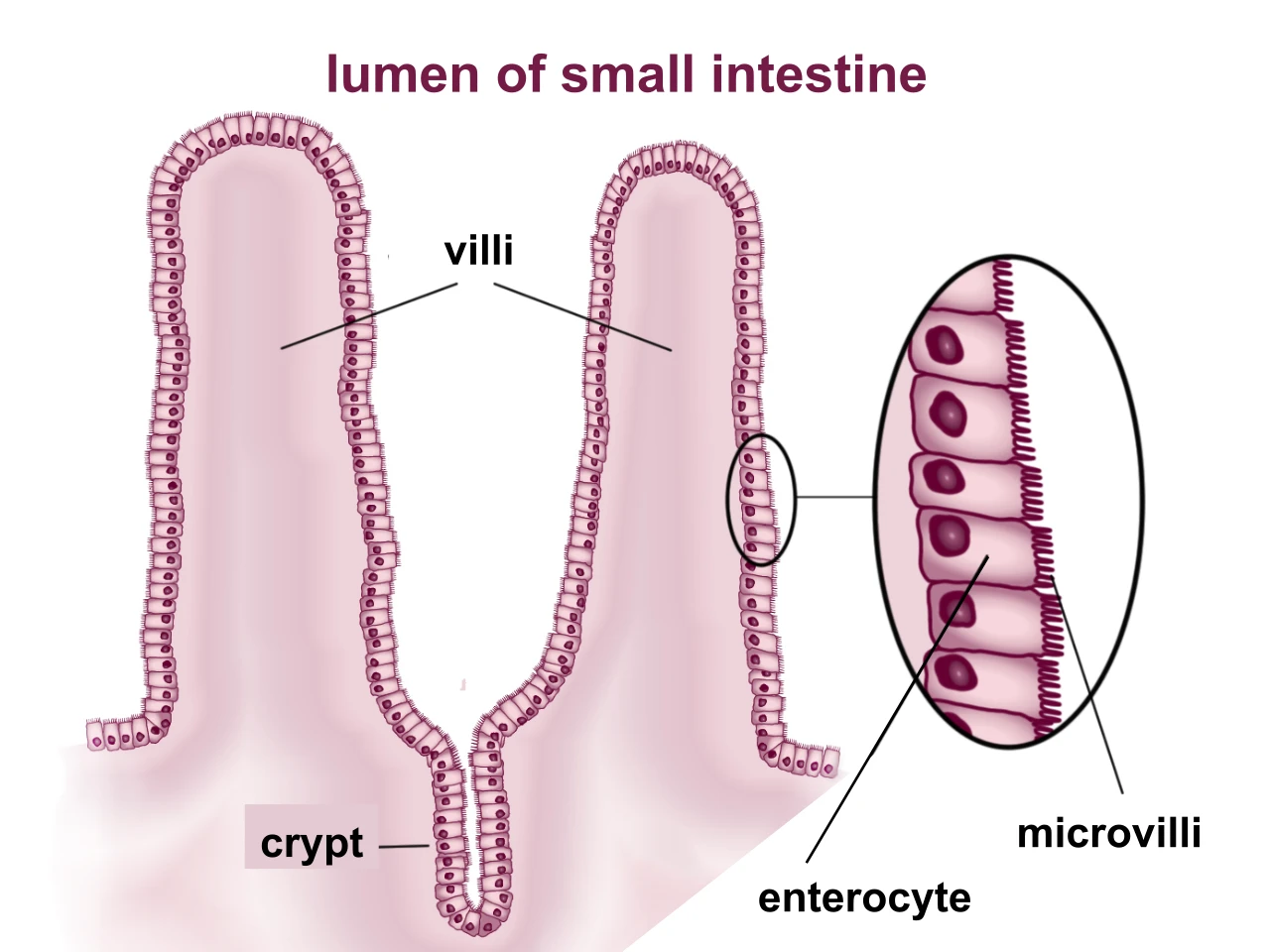 Villi of the small intestine and the microvilli on the surface of their cells