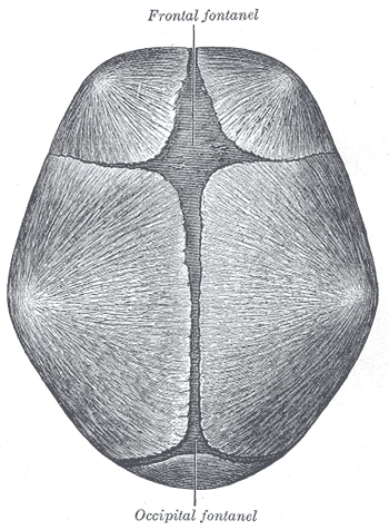 A newborn's skull from above, with the anterior (frontal) and posterior (occipital) fontanelles, Gray's Anatomy, 1918, figure 197