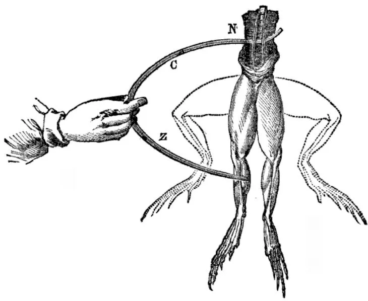 Frog legs, joined to the spinal cord by their nerves, twitching when an arc of copper and zinc touches nerve and muscle, from David Ames Wells' The Science of Common Things, 1859