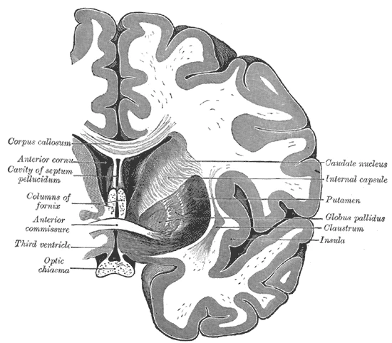 Coronal section through the anterior commissure, with the caudate nucleus, putamen and globus pallidus and the internal capsule between them, Gray's Anatomy, 20th edition, 1918, figure 744