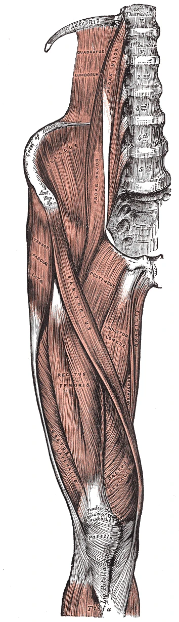 İliak bölgenin ve uyluğun önünün kasları, büyük bel kası ve iliak kas, terzi kası ve kuadriseps, Gray’s Anatomy, 1918, şekil 430