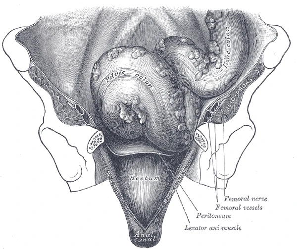 The sigmoid colon (labelled pelvic colon), the rectum and the anal canal from the front, Gray's Anatomy, 1918, figure 1076