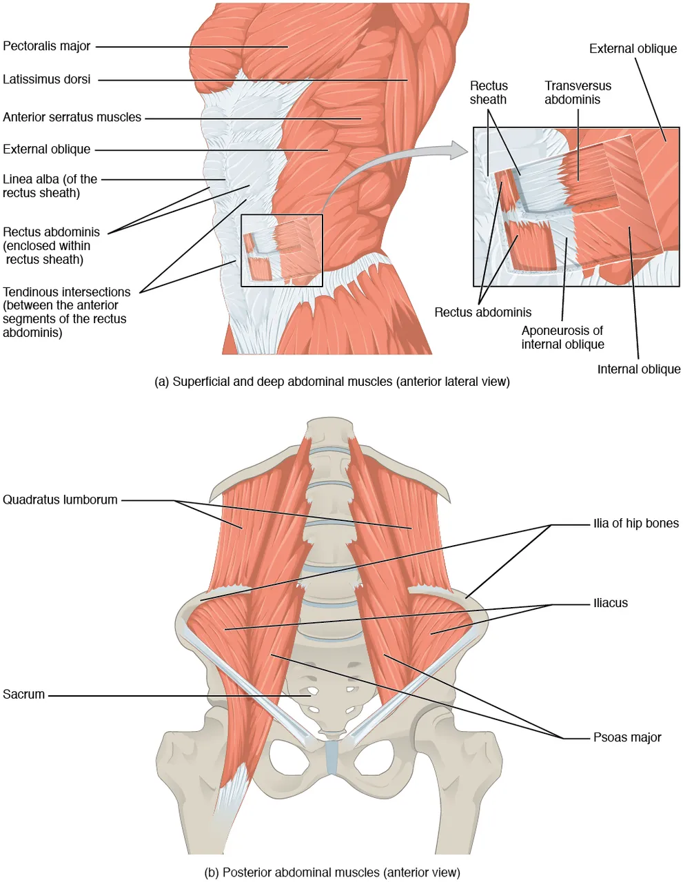 Muscles of the abdomen, the rectus abdominis beside the linea alba and the three flat muscles of the flank in front, and the psoas major, the iliacus and the quadratus lumborum on the back wall, OpenStax Anatomy and Physiology