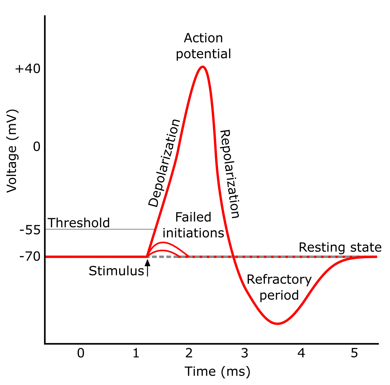 An action potential: a stimulus past the threshold sets off a spike that rises and falls within a few milliseconds