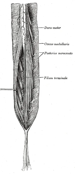 The lower end of the spinal cord and the nerve roots of the cauda equina, seen from behind with the dura opened, Gray's Anatomy, 20th edition, 1918, figure 662