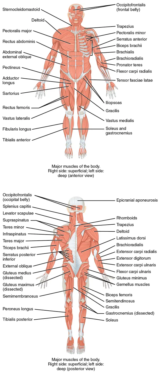 Önden ve arkadan bedenin başlıca kasları, bedenin sağ yanında yüzeyel kat, sol yanında daha derin bir kat, OpenStax Anatomy and Physiology