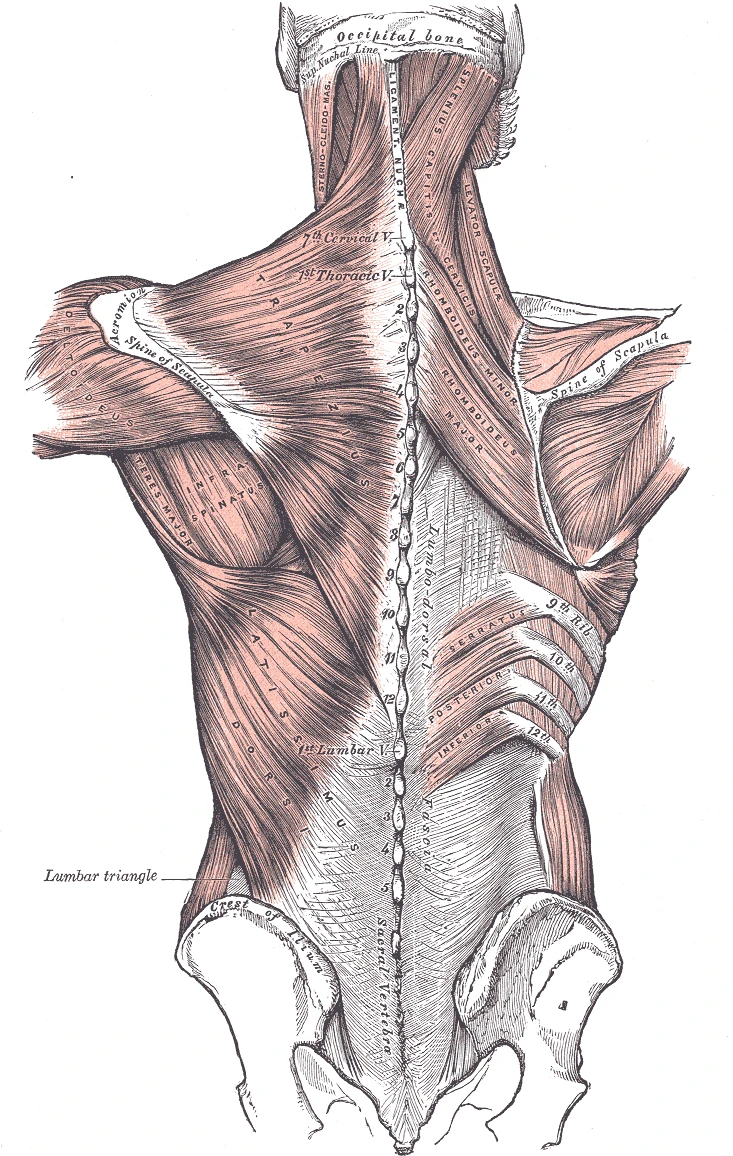 Muscles joining the arm to the spine, the trapezius and the latissimus dorsi on one side and the deeper rhomboids and levator scapulae on the other, Gray's Anatomy, 1918, figure 409