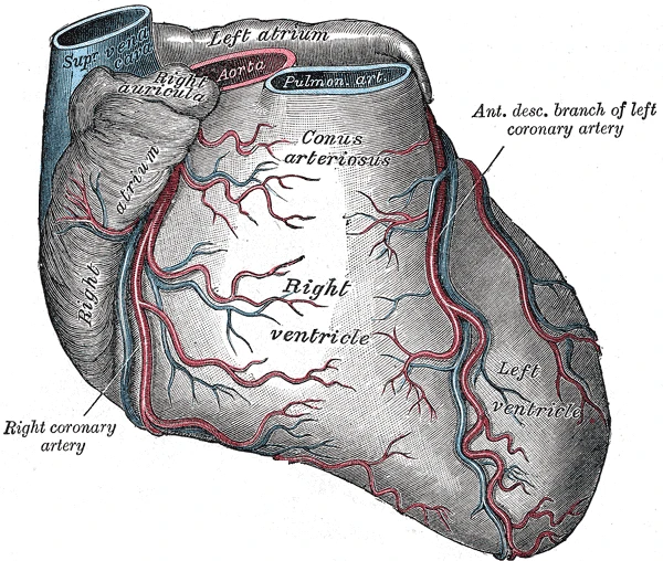 The heart from the front with the right coronary artery and the anterior descending branch of the left coronary artery, Gray's Anatomy, 1918, figure 492