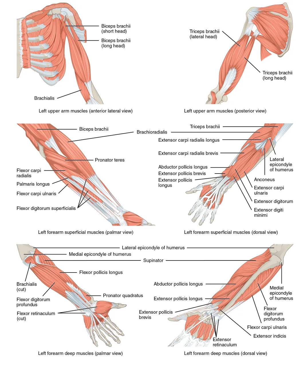 Sol kolun ve önkolun kasları, üstte bisepsin ve tricepsin ikişer başı, altta önkolun yüzeyel ve derin kasları, OpenStax Anatomy and Physiology