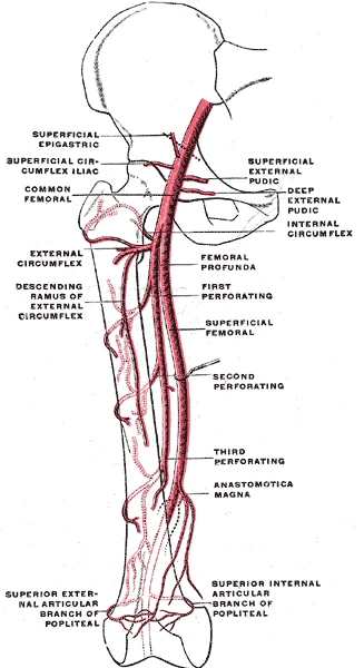 The femoral artery down the front of the thigh, with the deep femoral (profunda) branch and its perforating arteries, Gray's Anatomy, 1918, figure 548