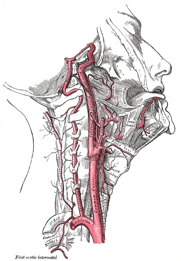The arteries of the right side of the neck: the common carotid dividing into the internal and external carotids, and the vertebral artery climbing through the neck vertebrae, Gray's Anatomy, 1918, figure 513