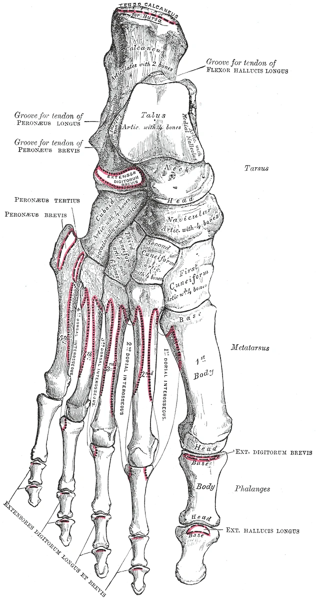 Yukarıdan sağ ayağın kemikleri, Gray’s Anatomy, 1918, şekil 268