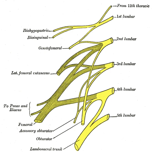 Plan of the lumbar plexus: the femoral nerve forms from the second, third and fourth lumbar nerves, Gray's Anatomy, 20th edition, 1918, figure 822