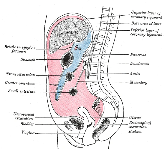 The abdomen cut down the middle, showing the peritoneum and the mesentery that holds the small intestine, Gray's Anatomy, 1918, figure 1035