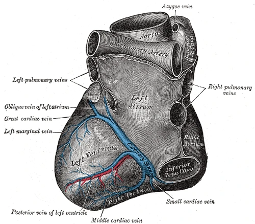 The back and underside of the heart: the coronary sinus and the great, middle and small cardiac veins, Gray's Anatomy, 1918, figure 491