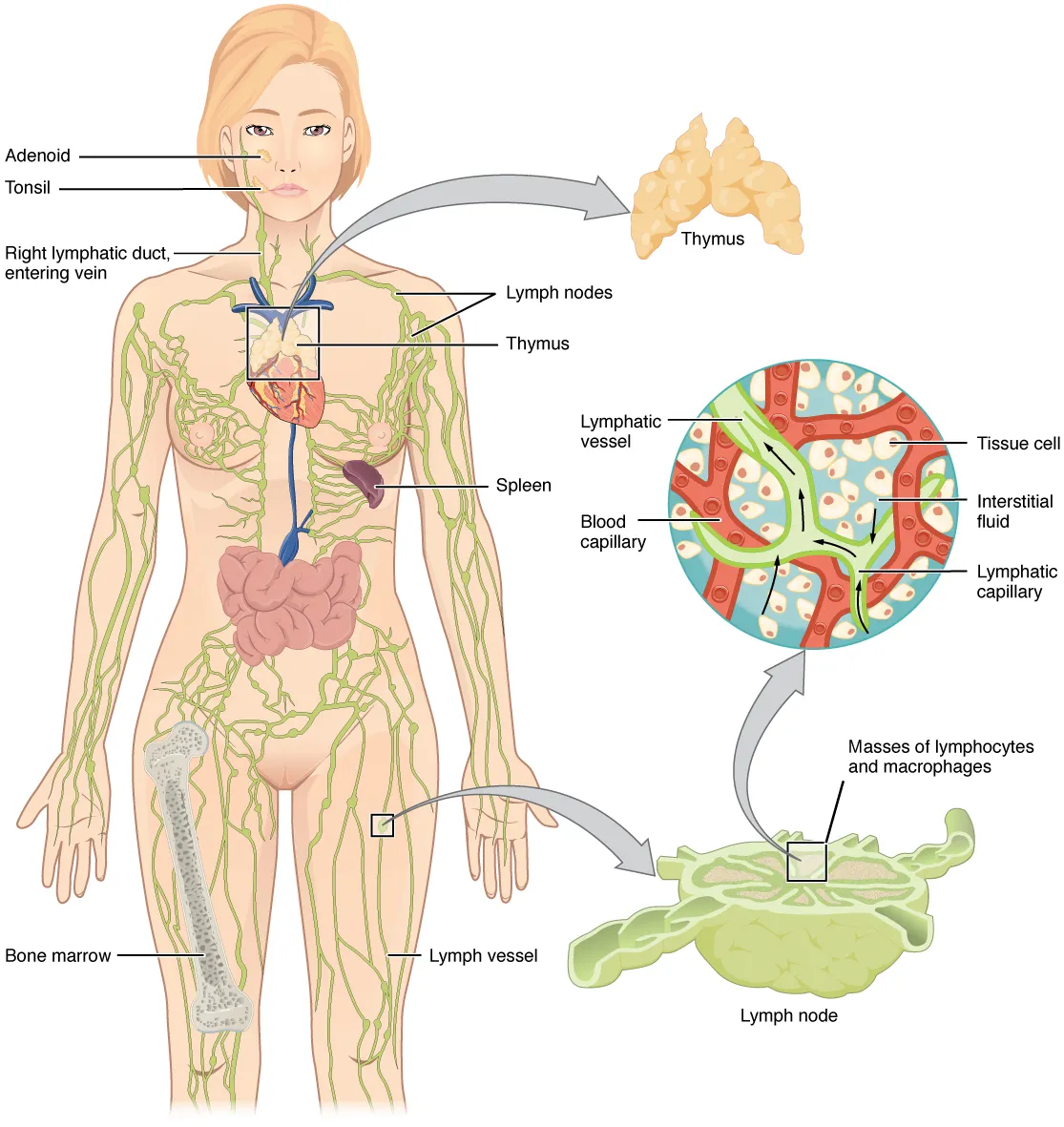 The lymphatic system with its organs, the adenoid, tonsil, thymus, spleen and bone marrow, and enlarged, the lymph capillaries in a tissue and a lymph node, OpenStax, Anatomy and Physiology