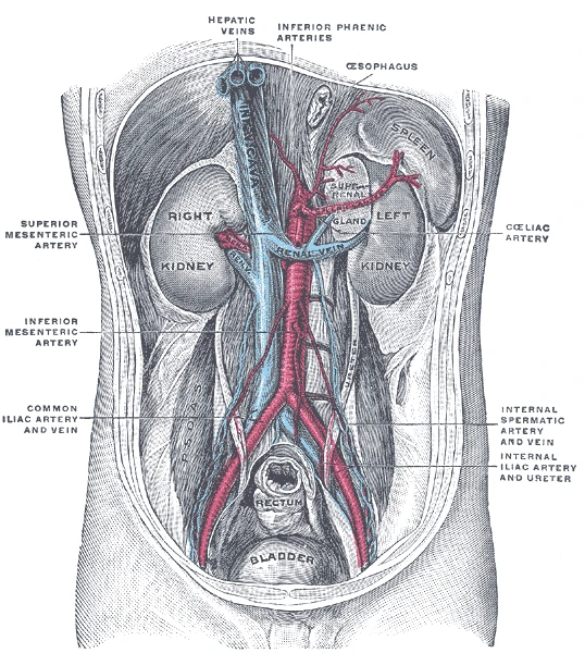 The kidneys and their vessels: the renal arteries leave the aorta, and the left renal vein crosses in front of the aorta to the inferior vena cava, Gray's Anatomy, 1918, figure 1121