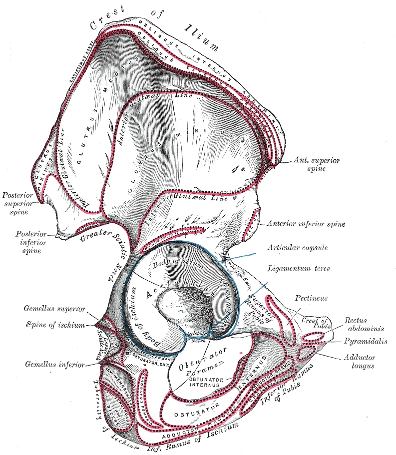 The right hip bone from the outside, with the crest of the ilium above and the acetabulum below, Gray's Anatomy, 1918, figure 235