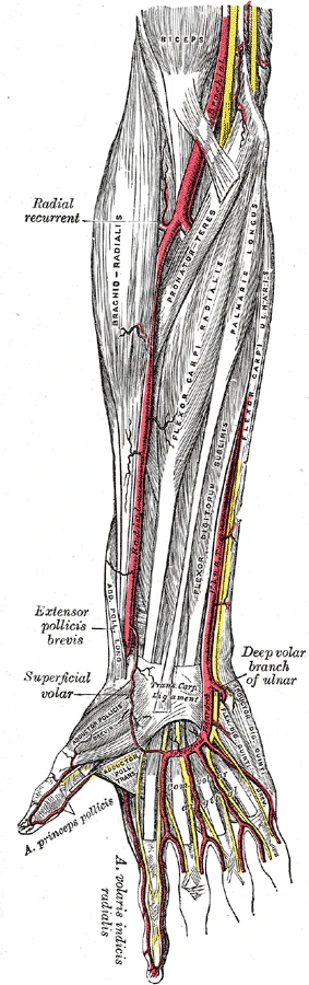 The arteries of the front of the forearm and hand, superficial view, with the superficial palmar arch, Gray's Anatomy, 1918, figure 527