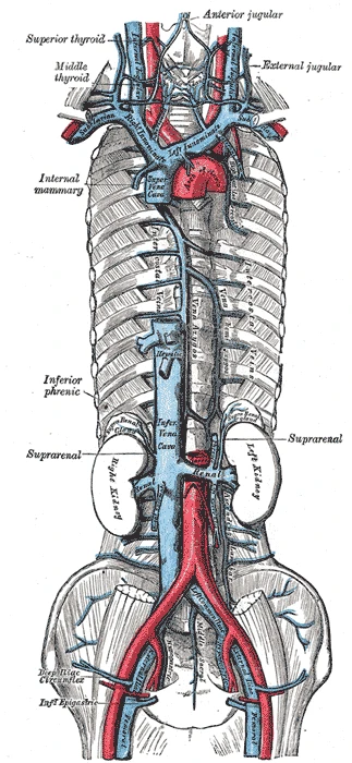 The superior and inferior venae cavae and their tributaries, the heart removed, Gray's Anatomy, 1918, figure 577