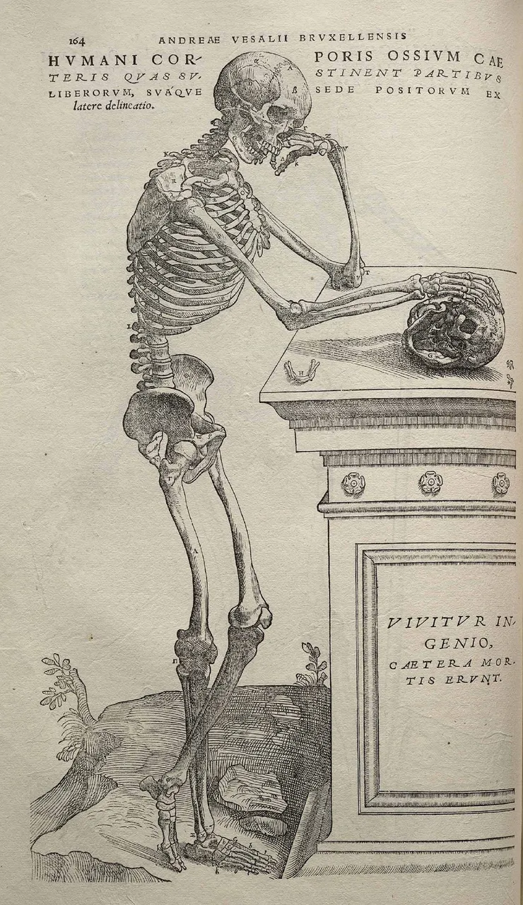 Yandan iskelet, bir mezar taşına yaslanmış, bir eli bir kafatasının üzerinde, Fabrica’dan, 1543