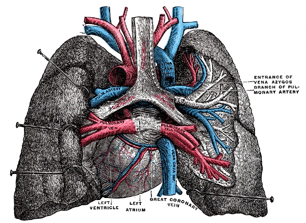 The heart and lungs from behind: the pulmonary arteries (blue) and veins (red) at the roots of the lungs, the veins opening into the left atrium, Gray's Anatomy, 1918, figure 504