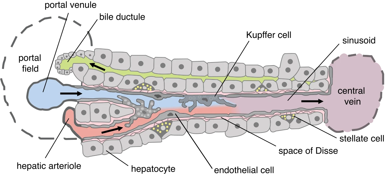 Blood from a portal venule and a hepatic arteriole flowing along a sinusoid past liver cells to the central vein