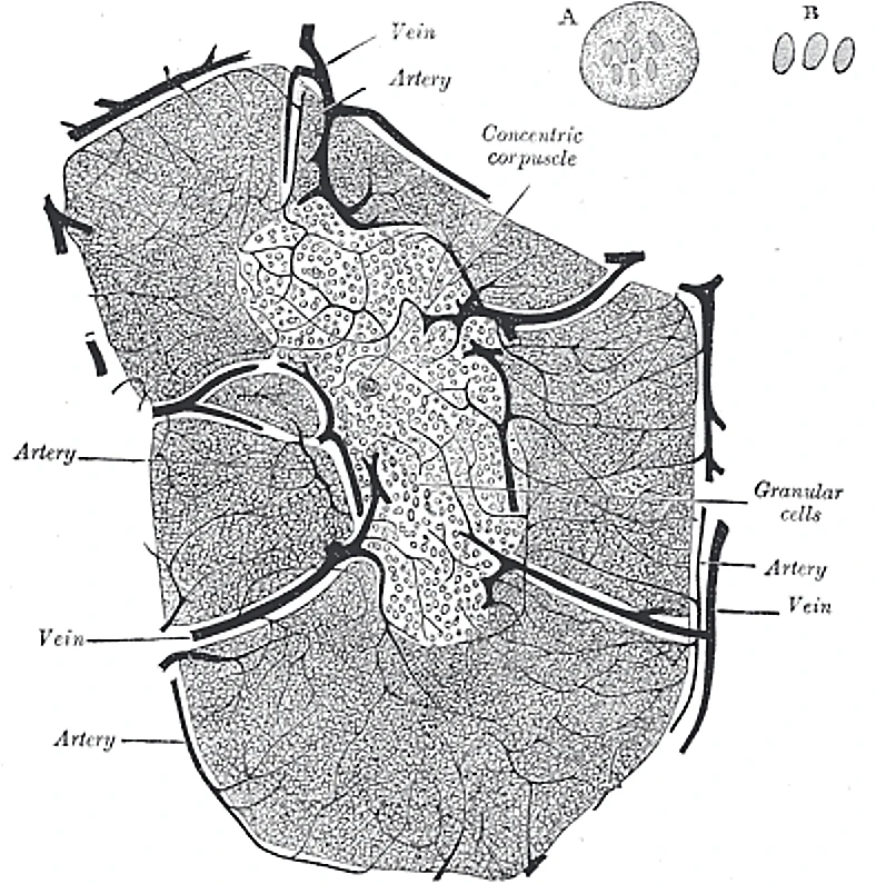 A lobule of the thymus, slightly diagrammatic: a dark cortex round a pale medulla that holds a concentric corpuscle, Gray's Anatomy, 1918, figure 1179