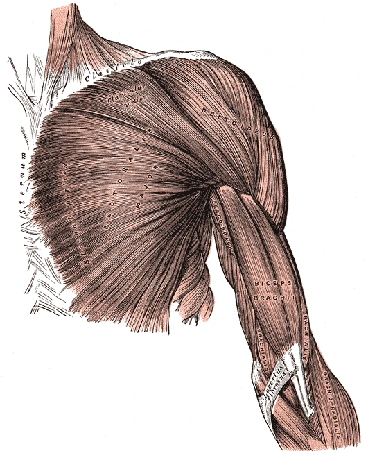 Göğsün ve kolun önünün yüzeyel kasları, büyük göğüs kası, deltoid ve iki başlı kol kası, Gray’s Anatomy, 1918, şekil 410